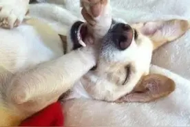 做梦吃猪蹄啃自己手 小伙子半夜狂啃手腕鲜血淋漓图片