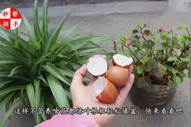 鸡蛋壳，可不敢直接用来养花，牢记这几步，叶绿根粗轻松爆盆视频封面