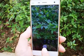 教你打开手机浏览器识别功能，不认识的花草照一下，一秒识别出来