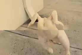 【鸡蛋狂魔】之火鸡的奇妙冒险（这。。。这是替身攻击