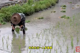 农村插秧全过程，你有多少年没见过了，竟然把我看哭了视频封面