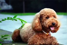 泰迪舔其他的狗或者人的嘴代表什么你知道吗视频封面