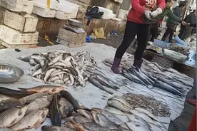 五月份丹东都有啥海鲜，到早市去一看，市场上的货品都不贵