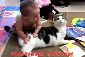 猫咪休息被宝宝抓疼，正想发怒，看到宝妈妈时的表情时太萌了