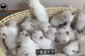 母猫一次生出了18只小猫崽，这可是18只行走的软妹币啊视频封面