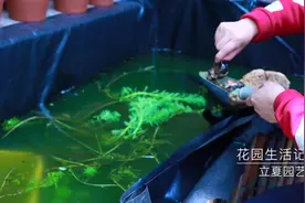 小龙虾原来也可以在家养，看养花的立夏如何养小龙虾！