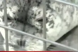 大连非法捕猎案后续：第二批共37头斑海豹幼崽被放生，重归大海视频封面