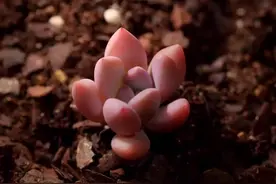 您有新的多肉图鉴请注意查收，励志把全部肉肉品种集齐，嘿嘿，快保存下来，想不起来可以看哦#多肉 #多肉品种