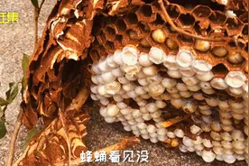 这视频教你如何取出蜂窝里的蜂蛹，如何把成蜂泡风湿酒，干货
