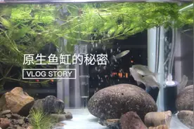 原生鱼缸的秘密：一只怀孕青鳉的日常