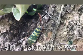 梁哥在龙眼树上发现一种长相特别的昆虫，不知你们叫它什么名字？视频封面