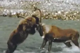 惨烈！棕熊大战驯鹿！筋疲力尽的赢了，结果狼群来了！视频封面