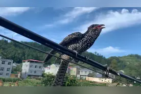 这就是为什么杜鹃父母不养孩子的原因，太无情了