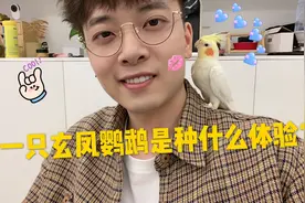现在年轻人流行养鸟？老白告诉你养玄凤鹦鹉是种什么体验！