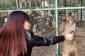 栗子来动物园喂猴子，把猴子撑的打饱嗝剩下猴子吃不了给儿子吃了视频封面