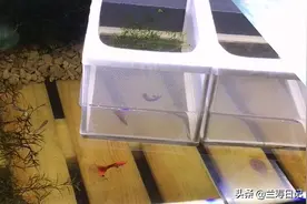 憋了四天的美杜莎孔雀鱼母鱼终于生小鱼啦 分享一个催产的小方法