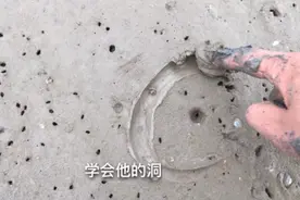 密密麻麻的小洞小胖教你认识蛏子窝包您学会