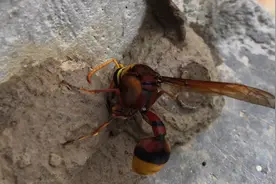 今天拍摄的主题是泥蜂 搭巢藏毛毛虫