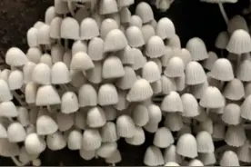 门口木头长出好多菌，能吃吗？