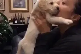 金毛哥哥占有欲太强，不让主人亲亲抱抱别的狗狗