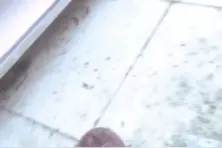 今天达叔带你们看下一级保护动物金钱龟是怎么生活的视频封面