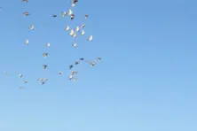 信鸽时速每小时90公里飞翔