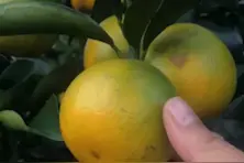 海南把橙子叫做绿橙，黎族农人种植在黎母山上，十大名橙之一视频封面