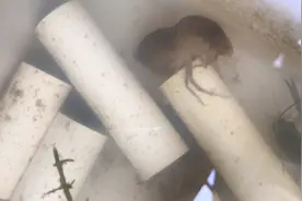 澳洲淡水龙虾退壳过程视频封面