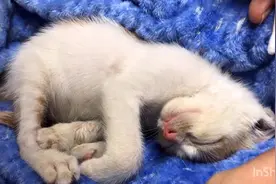 帮流浪小奶猫治耳螨，猫咪说：我不要我怕痒痒除非你把我催眠…