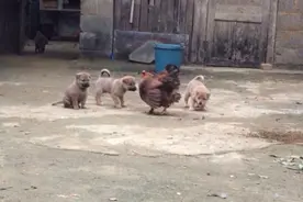 农村小狗很可爱，15天后就要拿去卖了，狗妈又伤心了视频封面