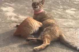 小橘猫：十月的天怎么还这么热？喝点妈妈的奶解解渴吧