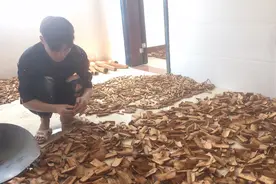 在农村，老爸老妈辛苦从山里剥回来的桂皮，干的一斤能卖十五块钱视频封面