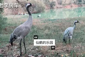 北戴河秦皇岛野生动物园仙鹤的乐园，自然环境非常优美仙鹤品种多