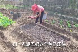菜心如何种植？乡村大嫂教你做好几个步骤，不学就亏了