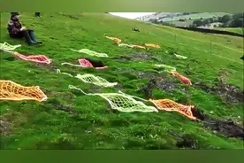 英国一小镇山坡野兔泛滥到处打洞，用雪貂配合抓捕，兔子太多了！图片