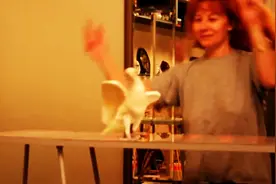 当一只优雅的鹦鹉听到舞曲后，接下来它的舞姿简直令人叹服！图片