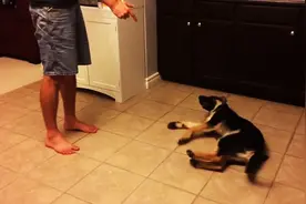 幼年的德国牧羊犬表演装死，还会用胳膊捂眼图片