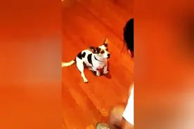 为了一口狗粮，这汪居然学猫叫图片