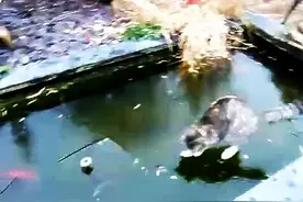 猫咪想抓住冰面下的鱼，结果在冰上打滑就像跳舞图片