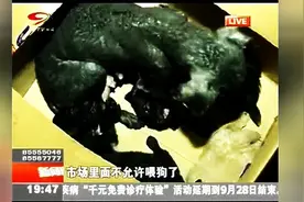 狗妈妈和幼崽被遗弃在路边，喂它们食物时出现的那一幕，心都碎了图片