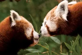 养一只干脆面小浣熊会比养猫养狗可爱有趣100倍图片