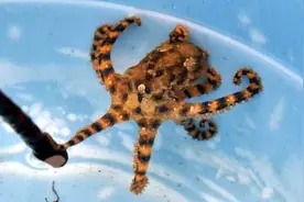 小心！遇到这种可爱章鱼绝对不能碰，含剧毒15分钟可置人于死地图片