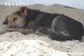 这只脖子生蛆腐烂，后腿被铁丝缠绕的流浪狗，获救后模样太惊喜图片