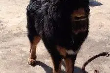 六大藏獒之最贵:青狼獒被炒作最7位数天价图片