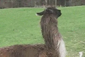 科普：网络神兽“草泥马”是什么动物？图片