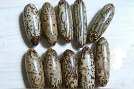 这几种菩提子打磨方法，让你立刻拥有好菩提！图片