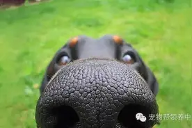 10张超可爱狗狗大鼻子照，看完你一定会笑歪了嘴的，哈哈~图片