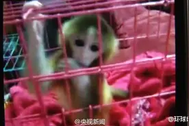 你知道吗？饲养猴子是犯法的图片