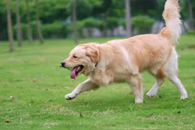 一次无意吃了狗肉，让家里金毛看见了，结果它竟然这样图片