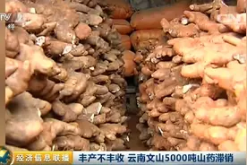帮帮农民！云南文山5000吨山药滞销 2毛一斤没人要...图片